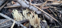 Ramaria stricta