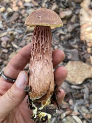 Aureoboletus russellii