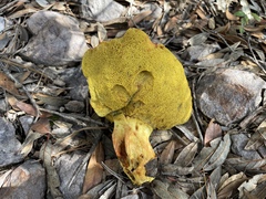 Butyriboletus