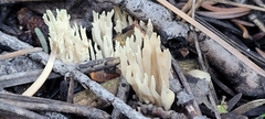 Ramaria stricta