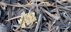 Ramaria stricta