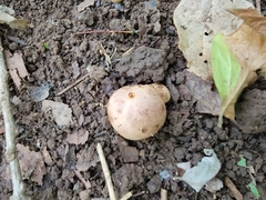 Fungi
