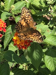 Euptoieta claudia