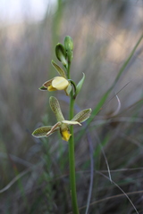Eulophia parviflora