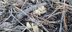 Ramaria stricta