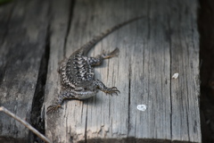 Sceloporus occidentalis occidentalis