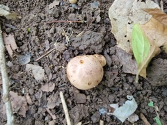 Fungi