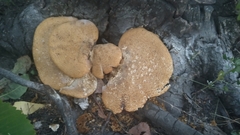 Cerioporus squamosus