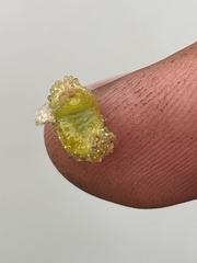 Insecta