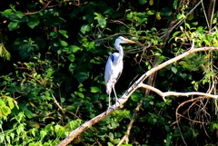 Ardea cinerea