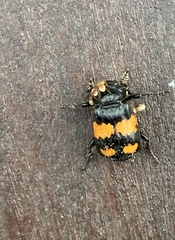 Nicrophorus vespilloides