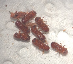 Xyleborus ferrugineus