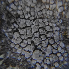 Lecanora carpinea