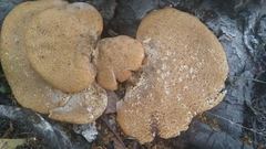 Cerioporus squamosus