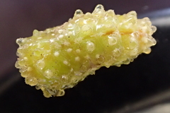 Insecta
