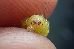 Insecta