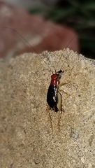 Phyllopalpus pulchellus