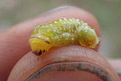 Insecta