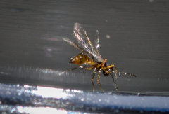 Aphidiinae