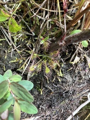 Drosera intermedia