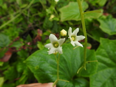 Marah oregana