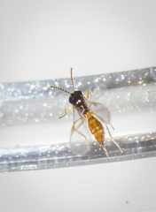Aphidiinae