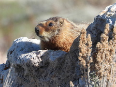 Marmota