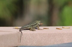 Sceloporus occidentalis longipes