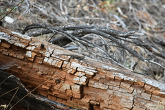 Sceloporus occidentalis occidentalis