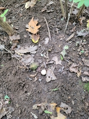 Fungi