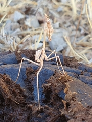 Empusa pennata