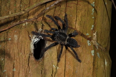 Lampropelma carpenteri