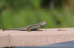 Sceloporus occidentalis longipes