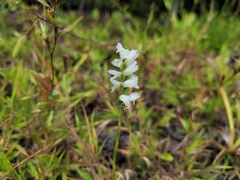 Spiranthes cernua