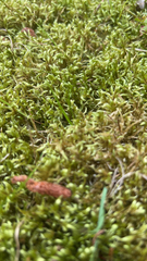 Pleurozium schreberi