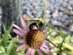 Bombus griseocollis