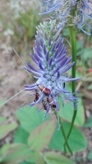 Adela australis