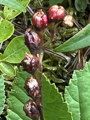 Drosera intermedia