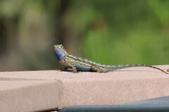 Sceloporus occidentalis longipes