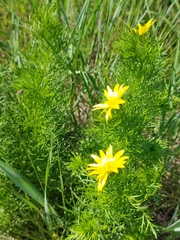 Adonis vernalis