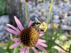 Bombus griseocollis