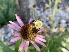 Bombus griseocollis