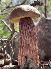 Aureoboletus russellii