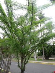 Crescentia alata