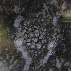 Lecanora carpinea