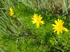 Adonis vernalis