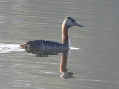 Podiceps major