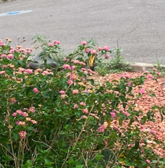 Papilio multicaudata