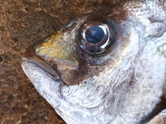 Diplodus