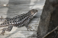 Sceloporus occidentalis occidentalis